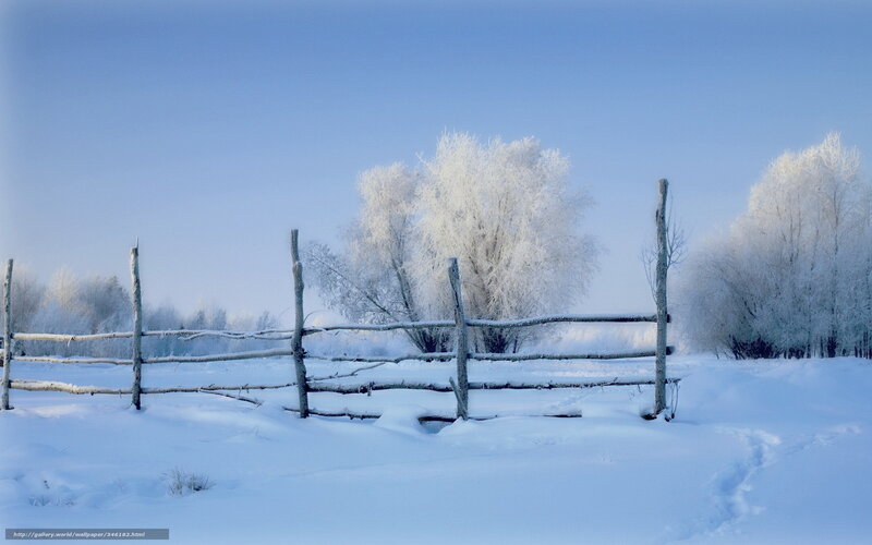 Frost-covered Trees and Fence