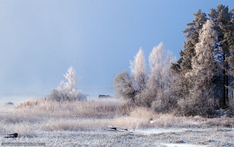 Frost-covered Trees and Field — Blue