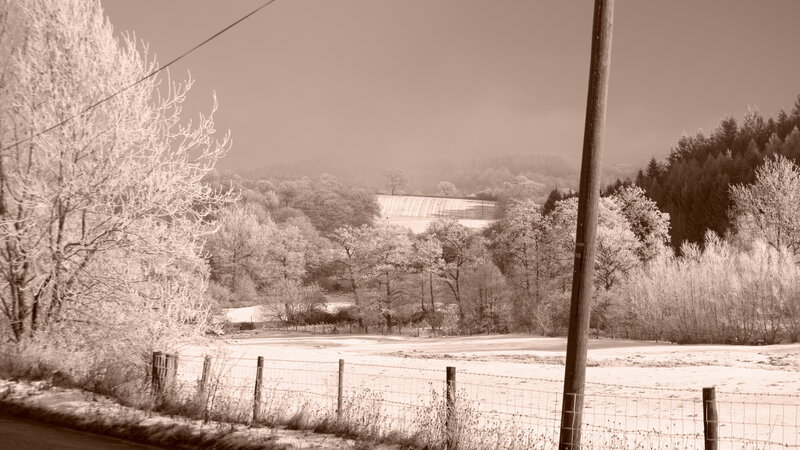 Frost-covered Trees and Field — Sepia