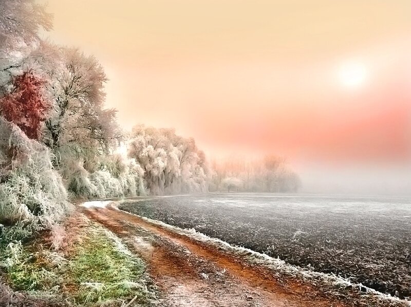 Frost-covered Trees and Field