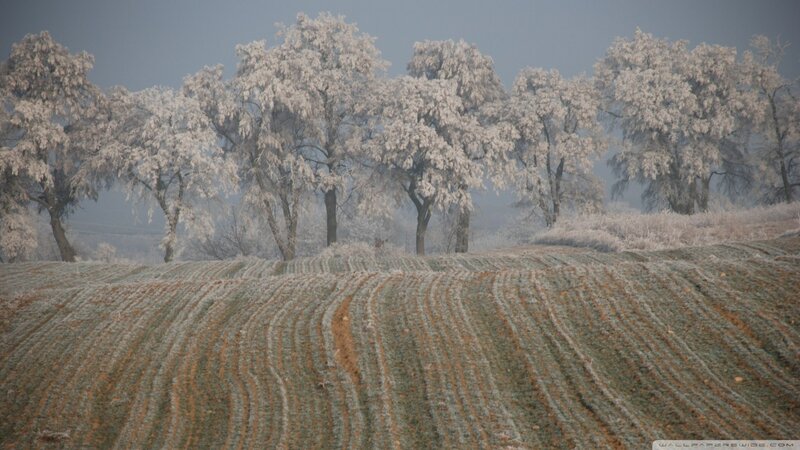 Frost-covered Trees and Field — White, Cold
