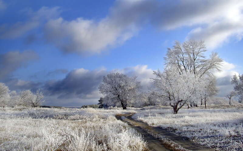 Frost-covered Trees and Field — White