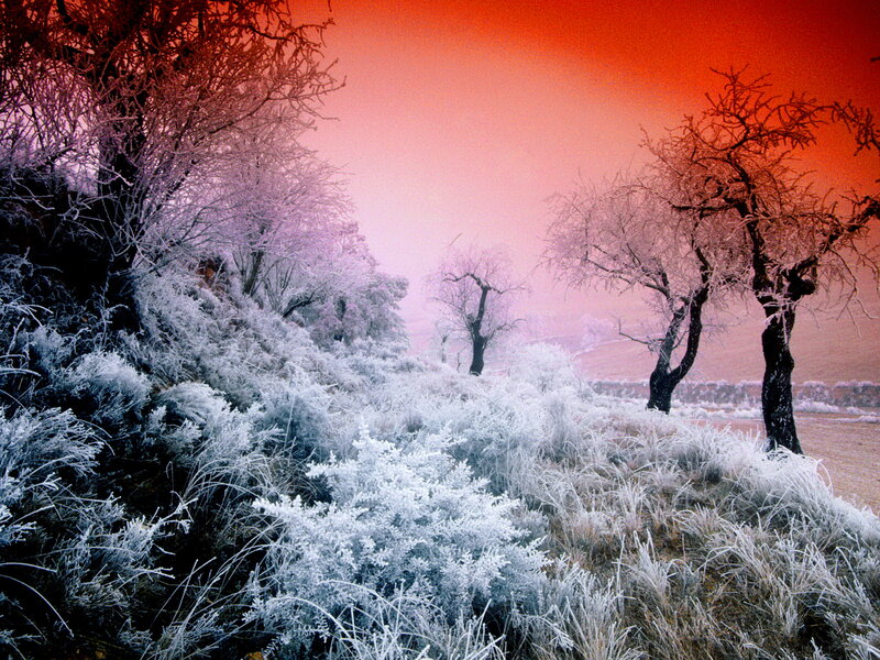 Frost-covered Trees and Grass