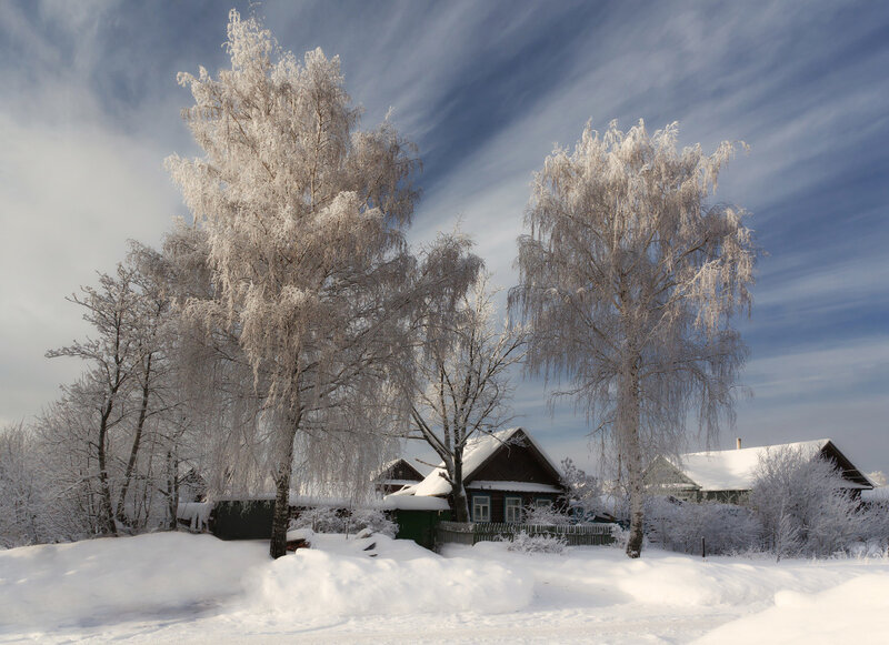 Frost-covered Trees and House