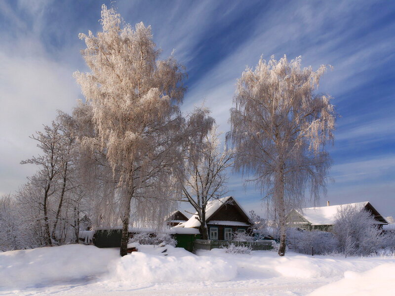 Frost-covered Trees and House — White