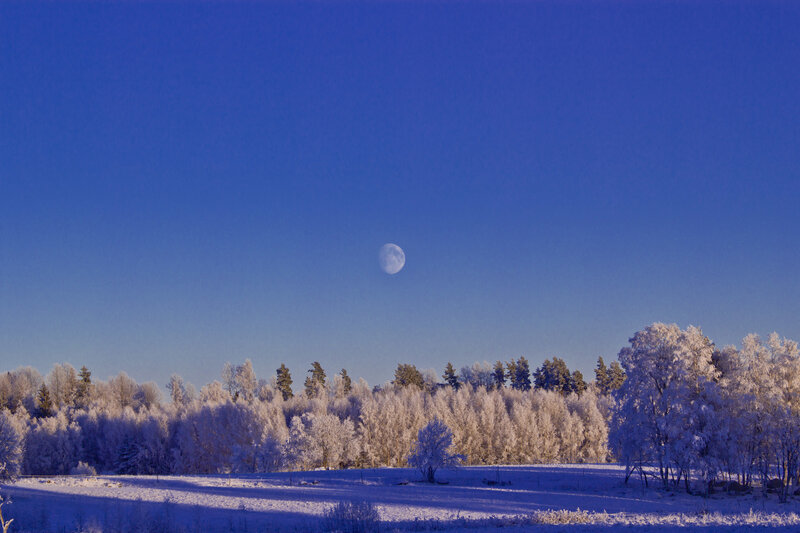 Frost-covered Trees and Moon