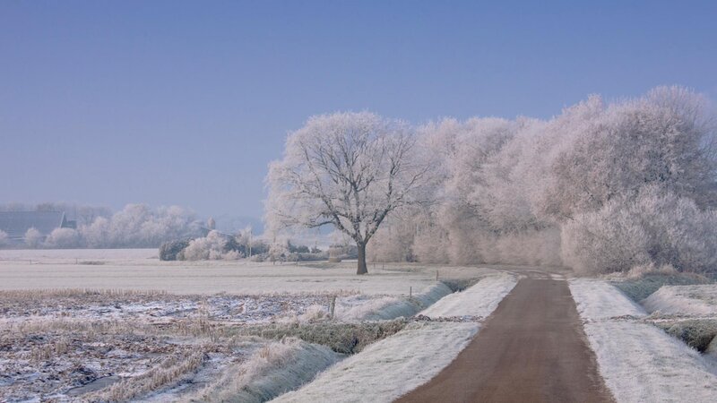 Frost-covered Trees and Path — Blue