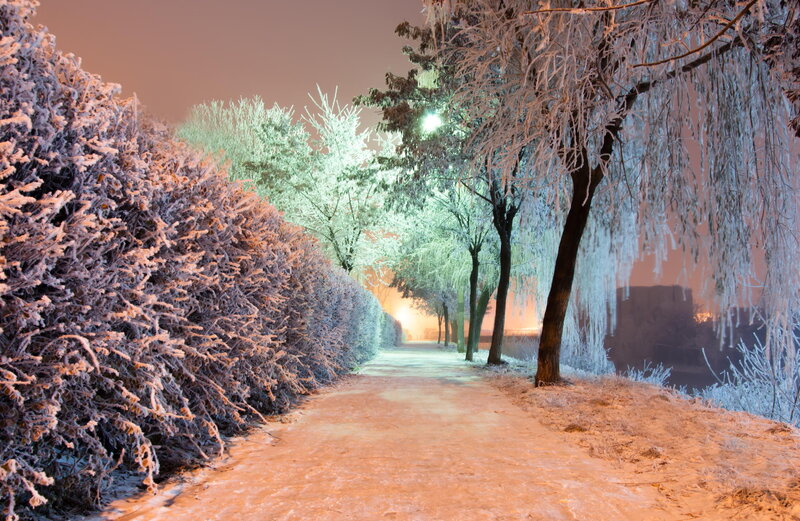 Frost-covered Trees and Path