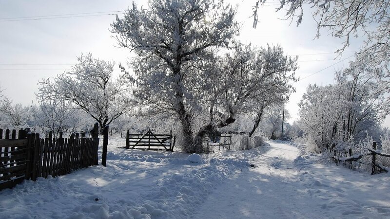 Frost-covered Trees and Path — White
