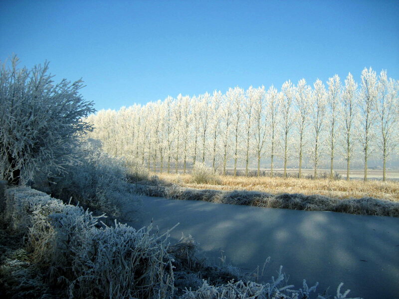 Frost-covered Trees and Pond