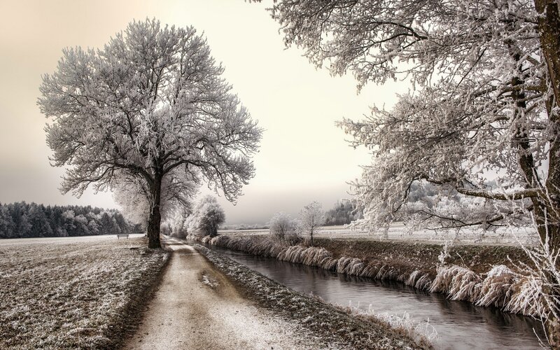 Frost-covered Trees and River — White
