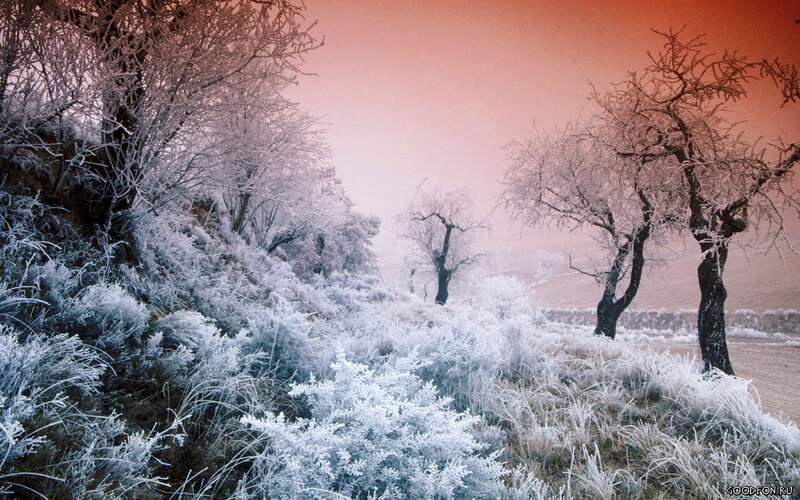 Frost-covered Trees and Shrubs