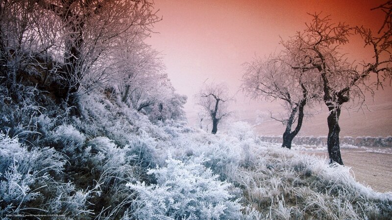 Frost-covered Trees and Shrubs — White, Cold