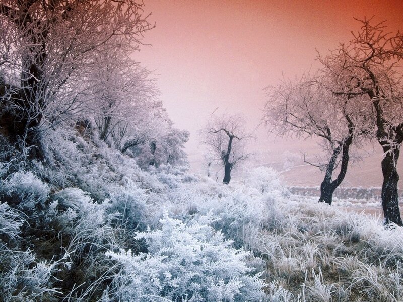 Frost-covered Trees and Shrubs — White