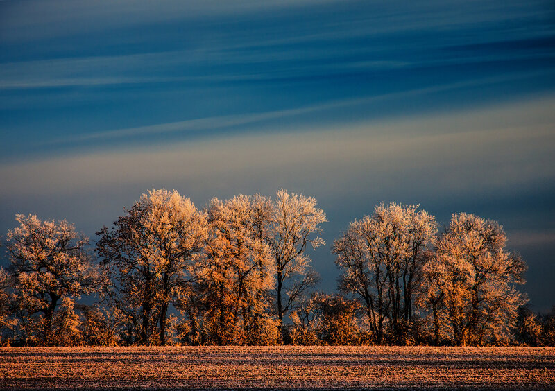 Frost-covered Trees at Dawn — Blue