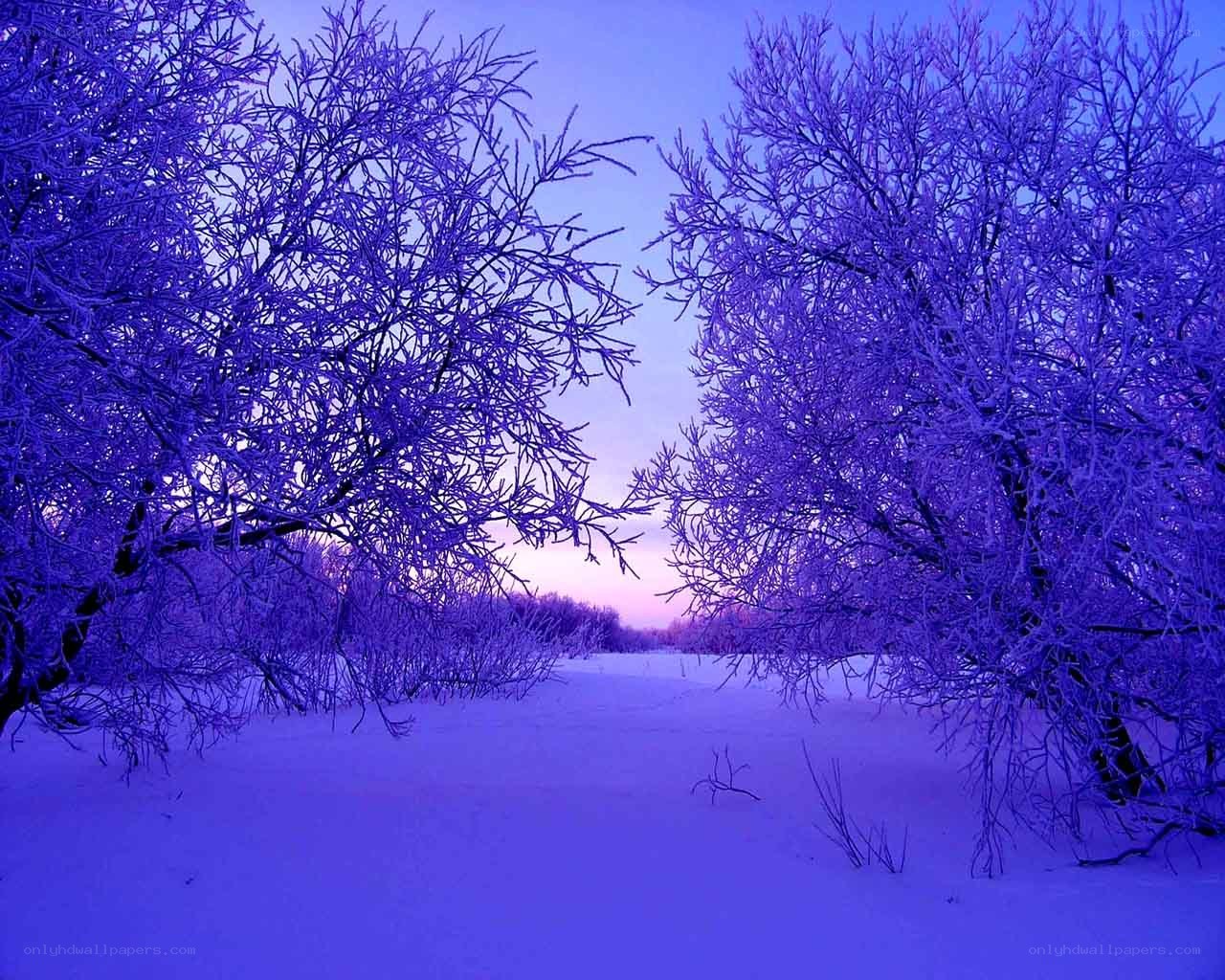 frost-covered trees at dusk