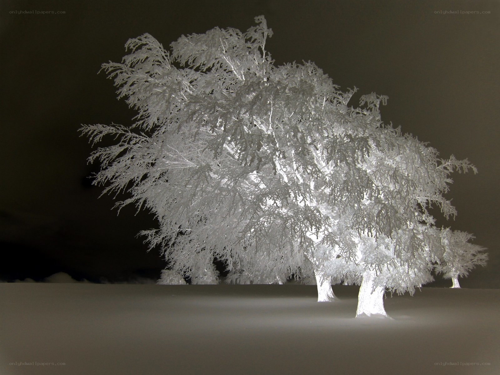 Frost-covered trees at night