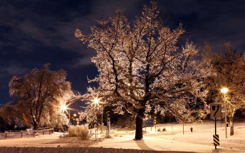 frost-covered trees at night