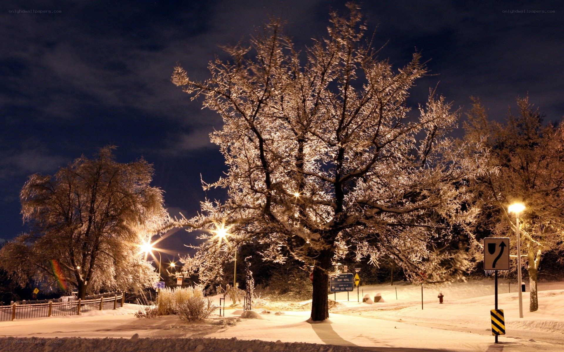 frost-covered trees at night