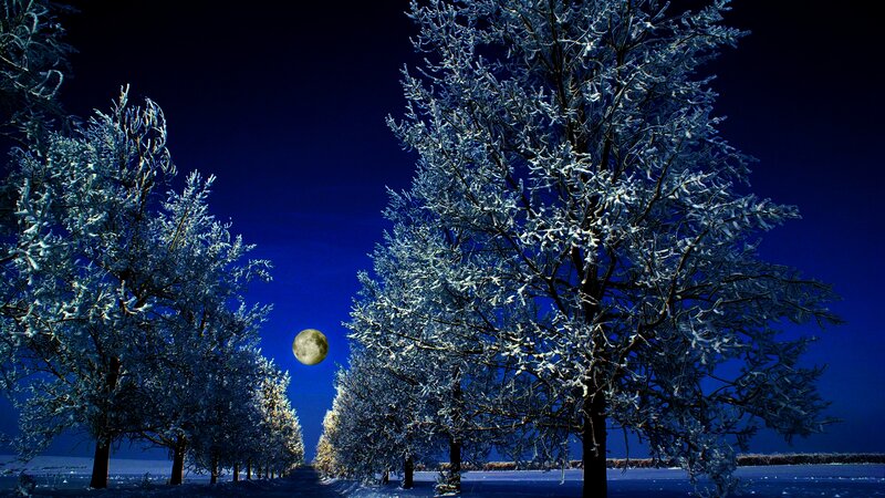 Frost-covered Trees at Night — Blue, Serene, Photograph, Moon
