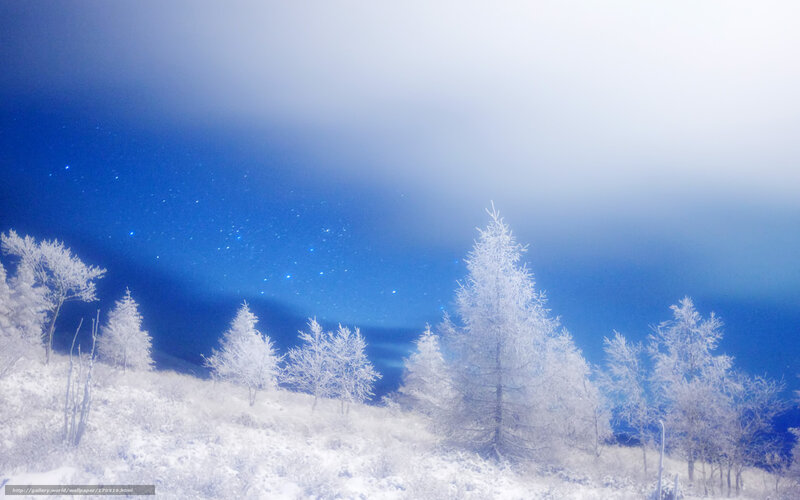 Frost-covered Trees at Night — Blue, Serene, Photograph, Snow