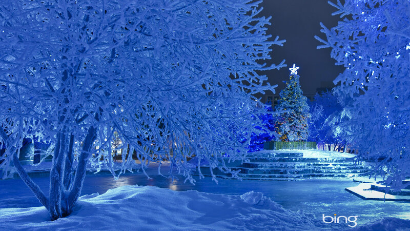 Frost-covered Trees at Night — Blue, Serene, Photograph