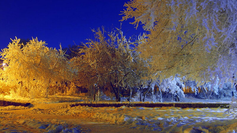 Frost-covered Trees at Night — Blue, Serene
