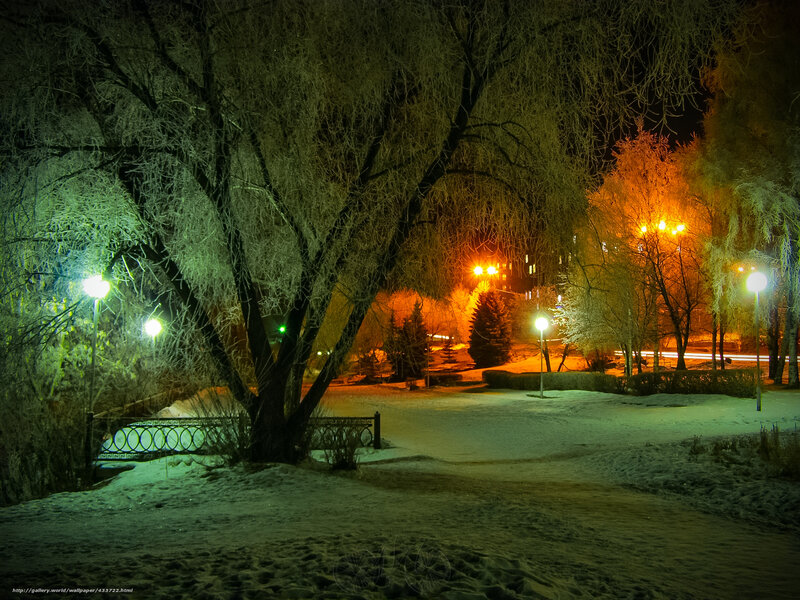 Frost-covered Trees at Night — Green, Serene