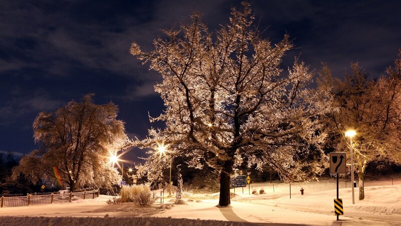 Frost-covered trees at night