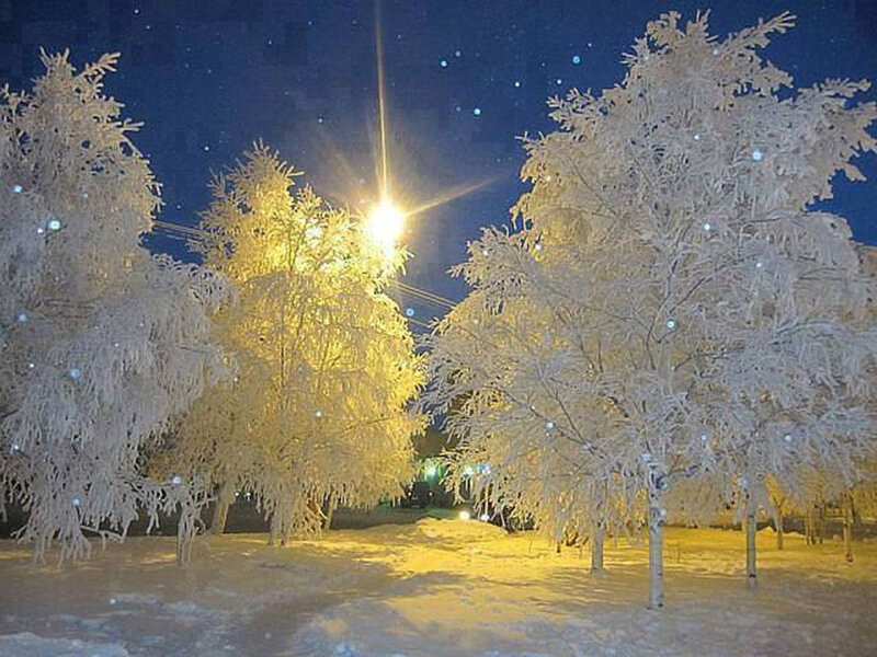 Frost-covered Trees at Night — White, Serene