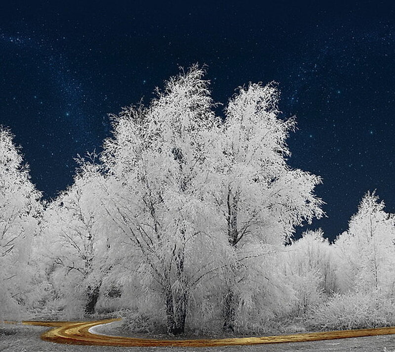 Frost-covered Trees at Night — White
