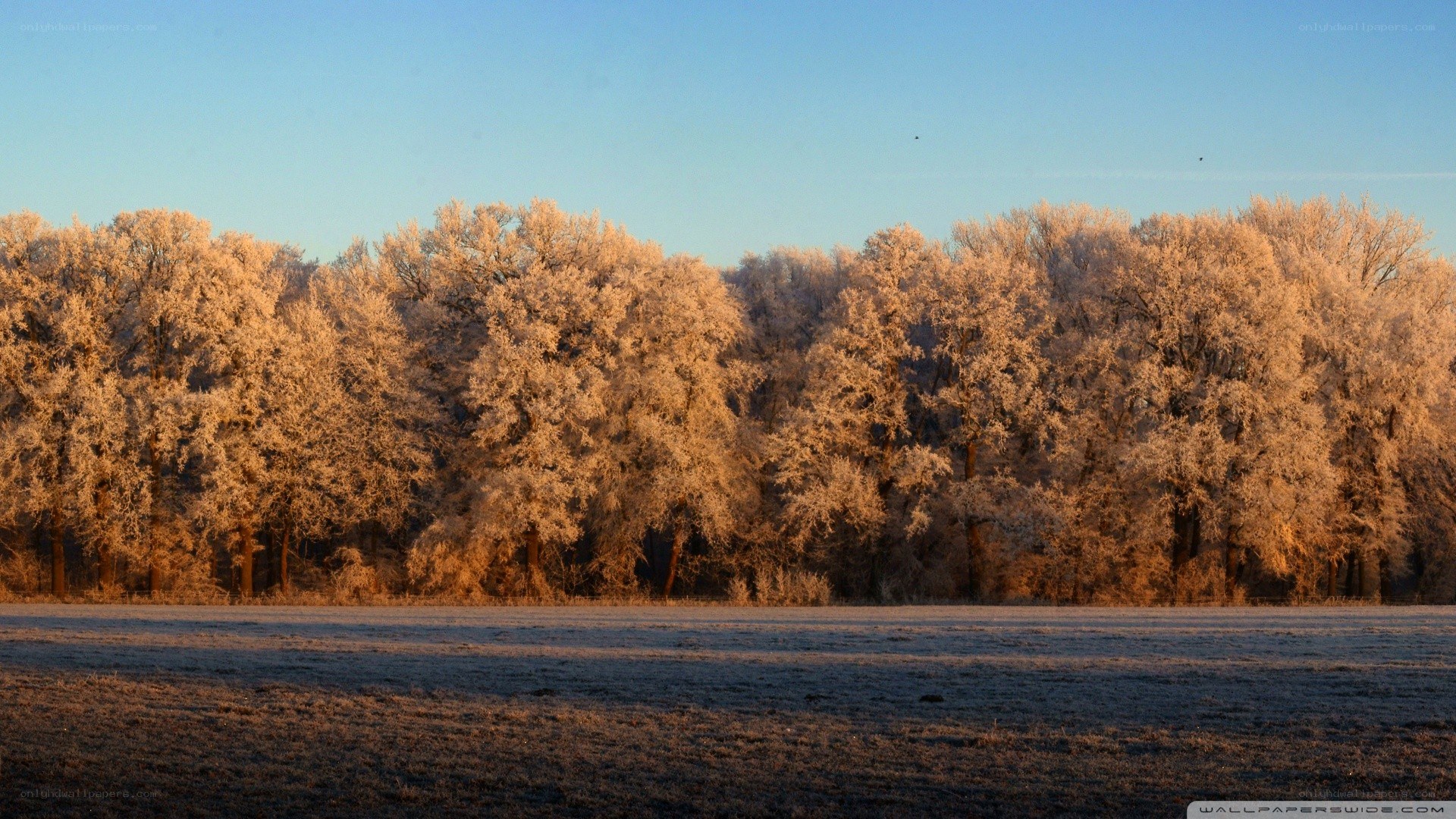 Frost-covered trees at sunrise