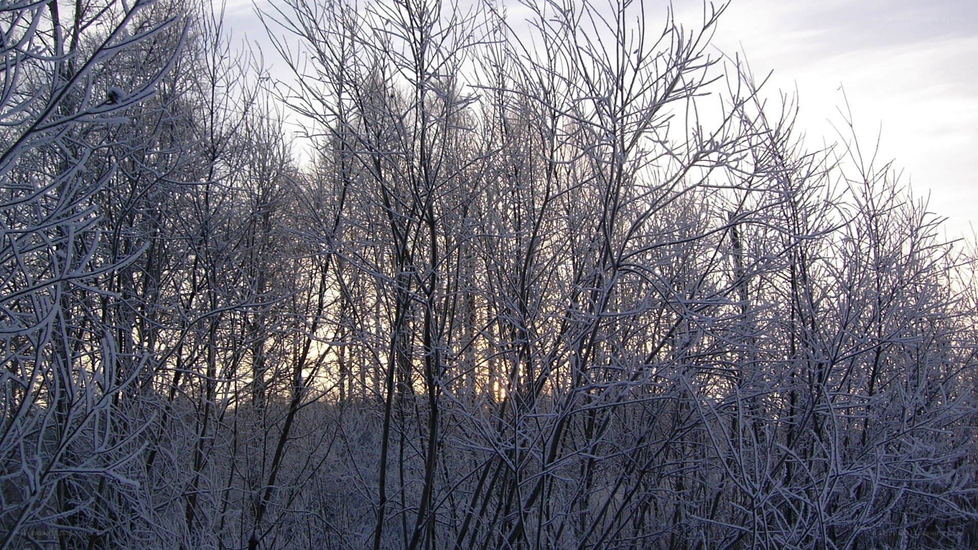 frost-covered trees at sunrise