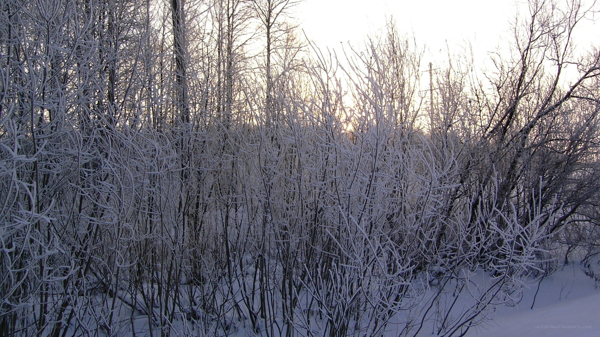frost-covered trees at sunrise