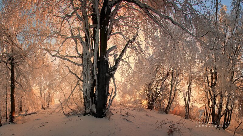 frost-covered trees at sunrise