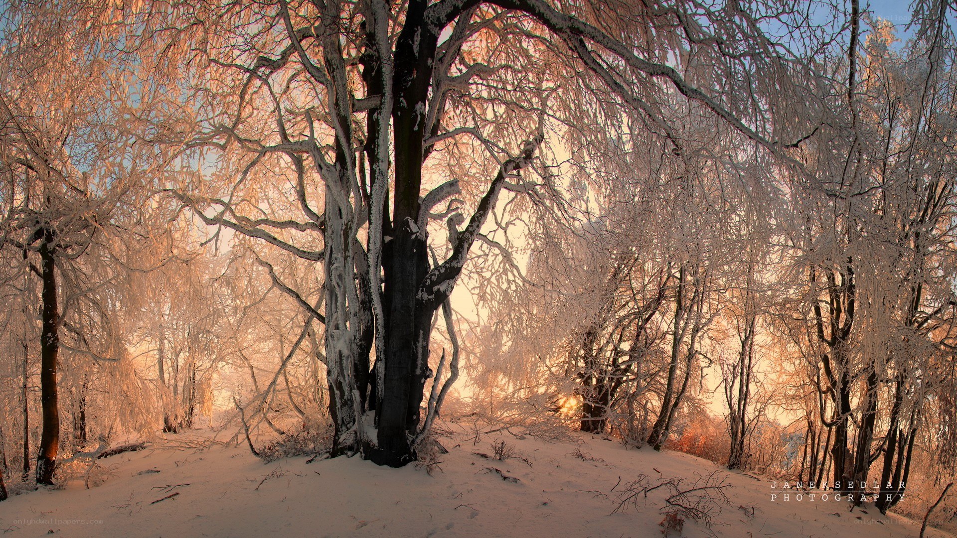 frost-covered trees at sunrise