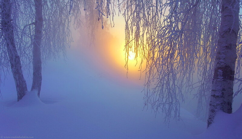 Frost-covered Trees at Sunrise — Blue, Serene