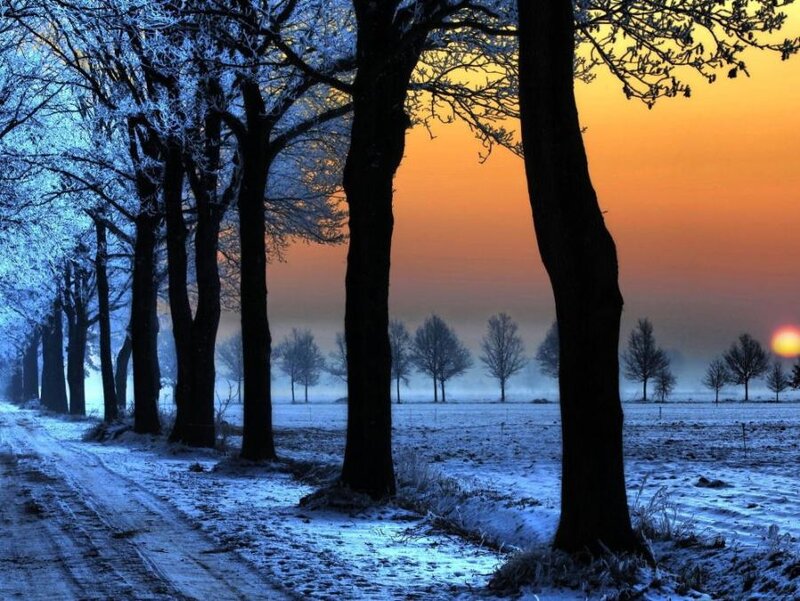 Frost-covered Trees at Sunrise — Blue, Serene, Winter