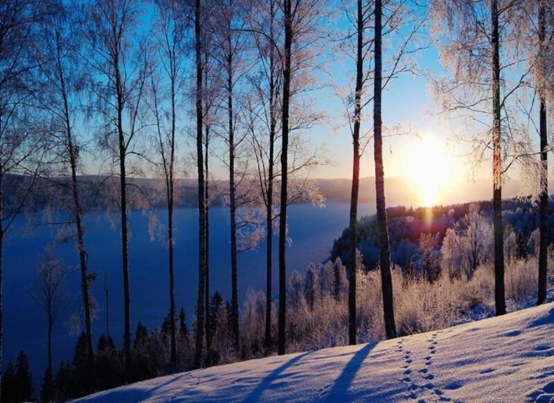 Frost-covered Trees at Sunrise — Blue