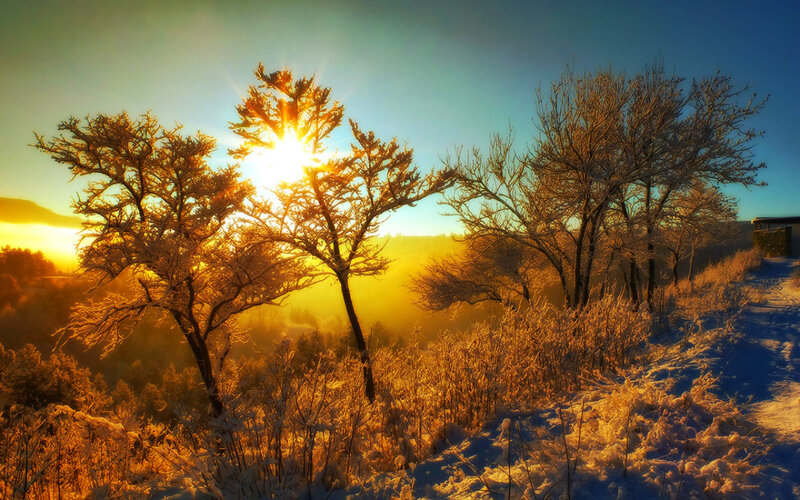 Frost-covered Trees at Sunrise — Gold