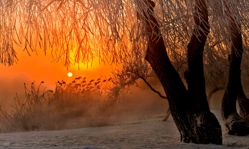 Frost-covered Trees at Sunrise — Orange, Serene