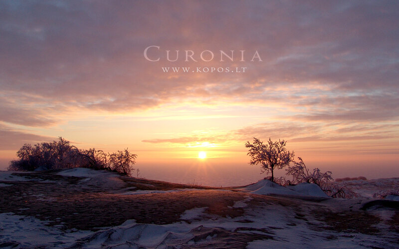 Frost-covered Trees at Sunrise — Orange