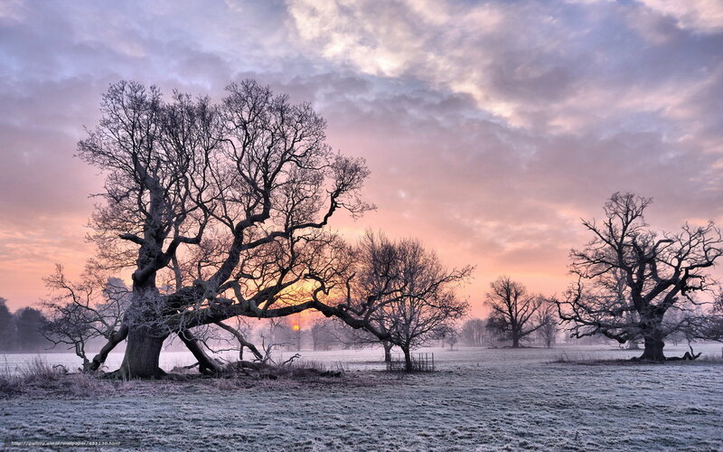 Frost-covered Trees at Sunrise — Pink