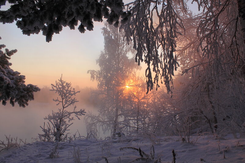 Frost-covered Trees at Sunrise — White, Serene