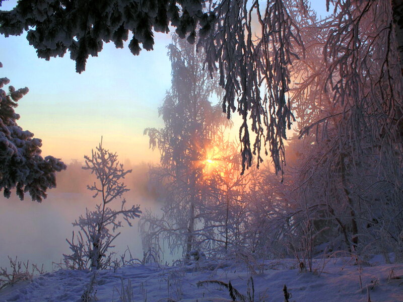 Frost-covered Trees at Sunrise — White, Serene, Winter
