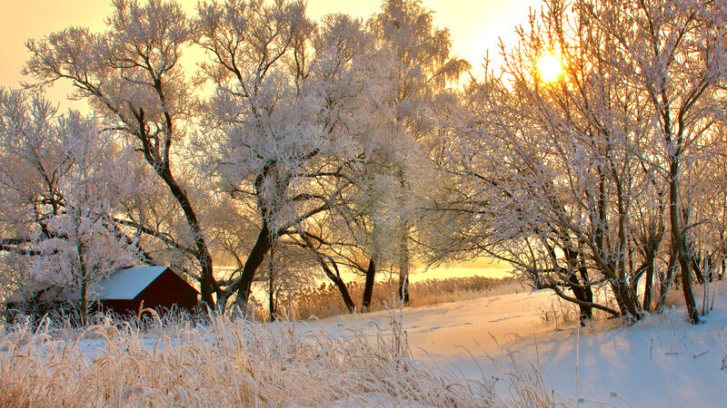 Frost-covered Trees at Sunrise — White