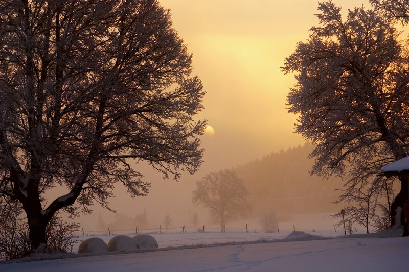 Frost-covered Trees at Sunrise — Yellow, Serene