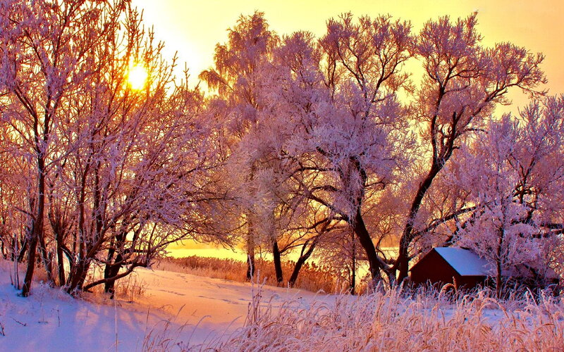 Frost-covered Trees at Sunrise — Yellow