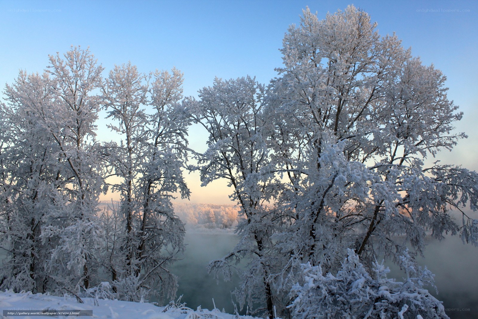 frost-covered trees at sunrise
