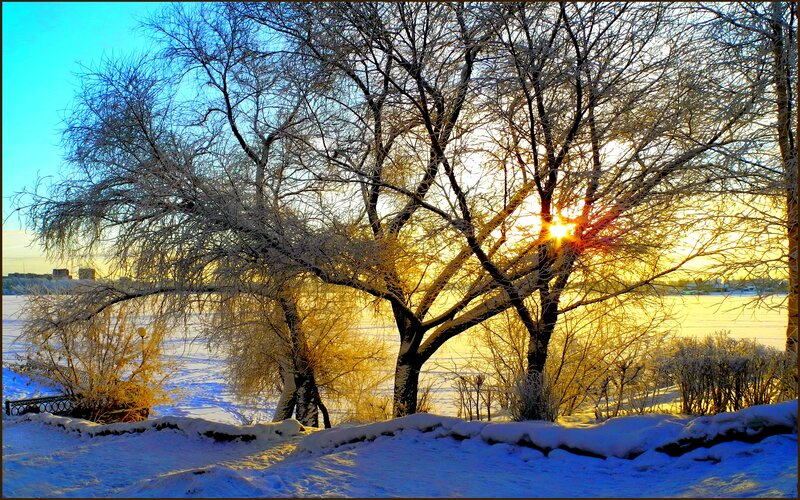 Frost-covered Trees at Sunset — Blue, Serene